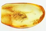 Four Fossil Dark-Winged Fungus Gnats (Sciaridae) In Baltic Amber #325289-1